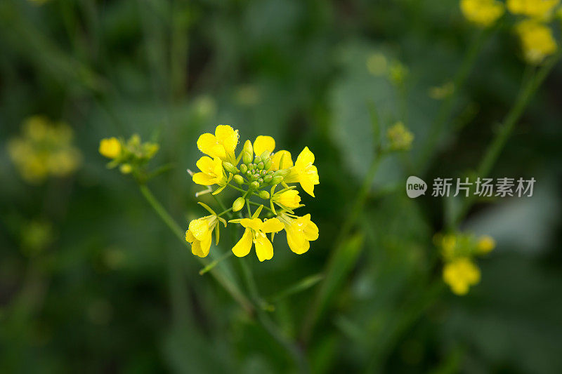 芥花