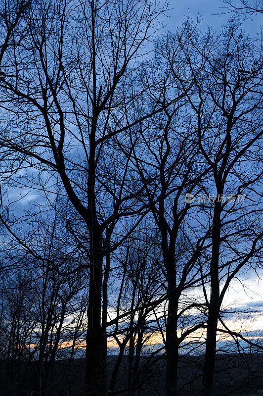 树杈剪影，冬天早晨蓝色的天空背景