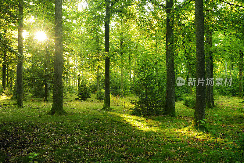 童话森林-阳光在天然山毛榉树林