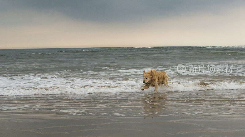 在海滩上奔跑的金毛猎犬