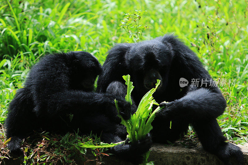 Siamang(黑猴)