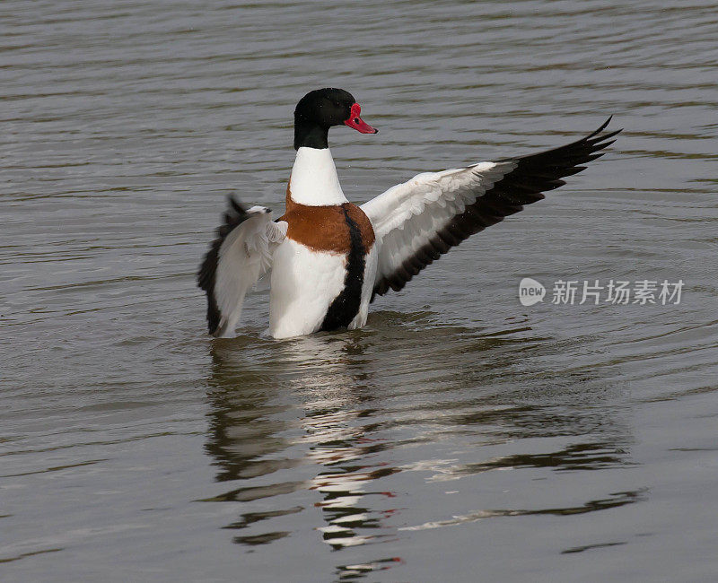 常见的雌麻鸭