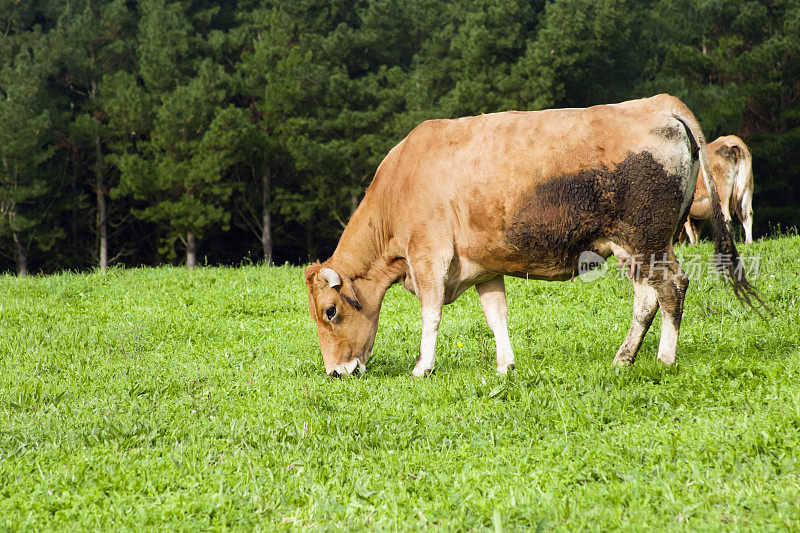 在西班牙加利西亚的绿色牧场上放牧奶牛。