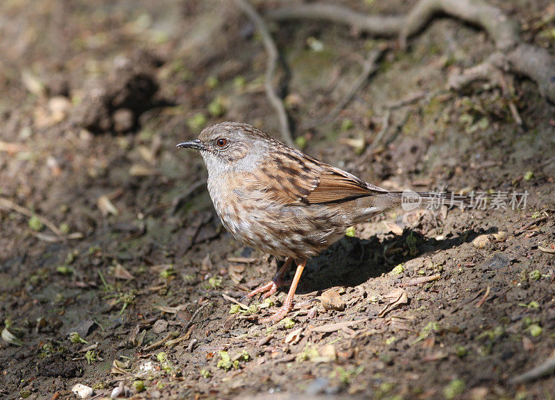 森林地面上的Dunnock