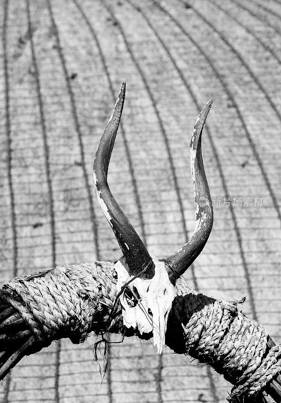 南非夸祖鲁-纳塔尔省的羚羊头骨