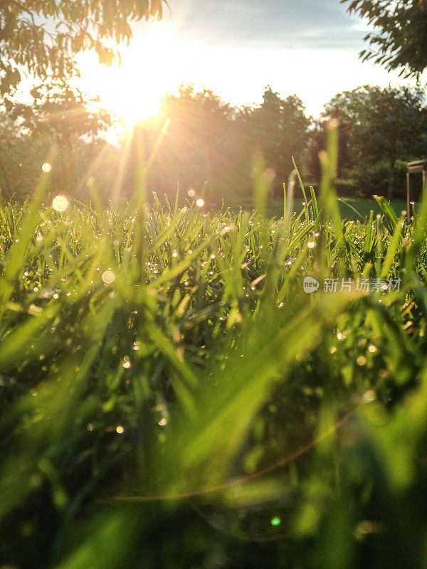 日落时美丽的绿草