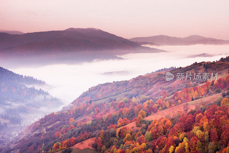 秋色山水带雾于山中。山上有冷杉林。喀尔巴阡山,乌克兰,欧洲
