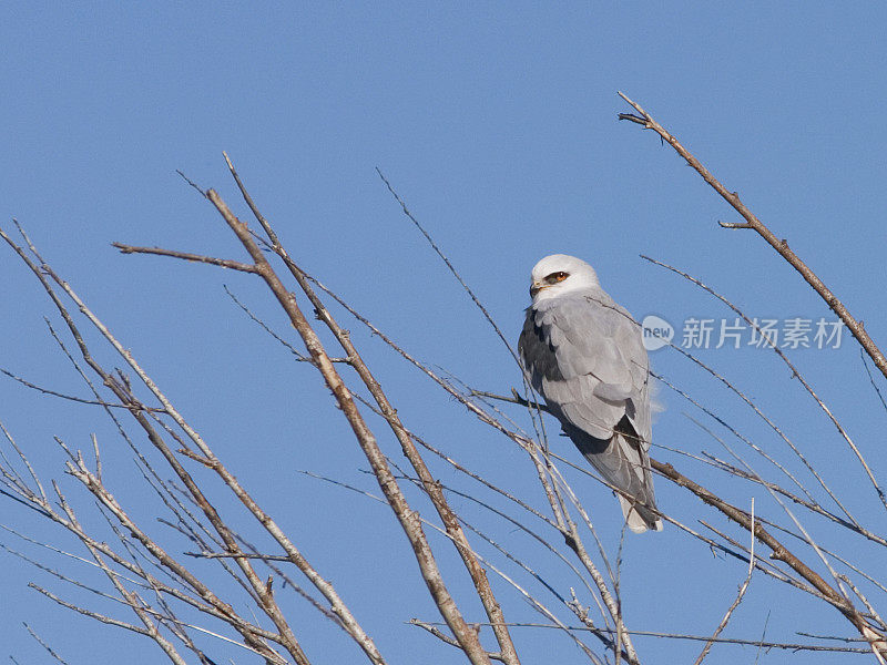 白尾鸢向后一瞥