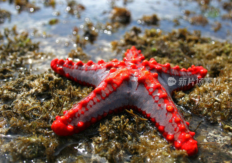 肯尼亚干礁上的热带海星