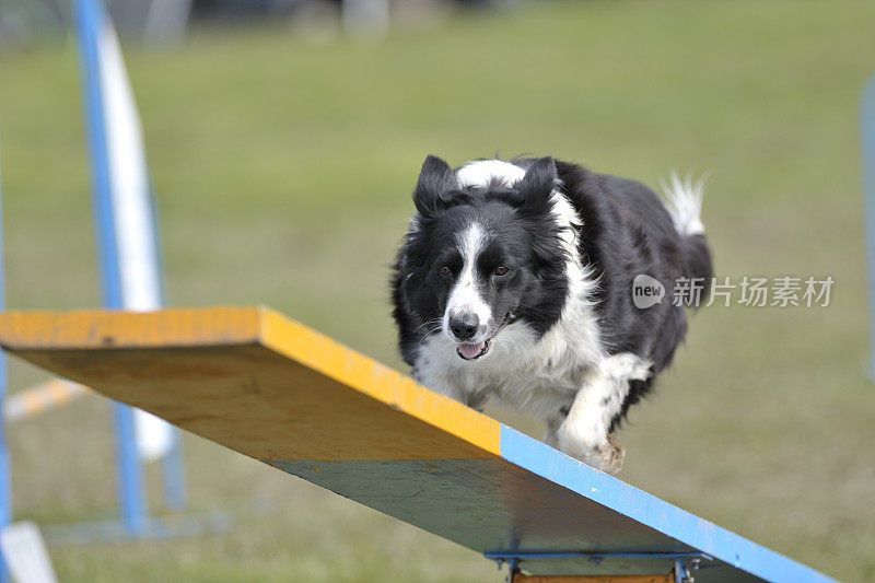 边境牧羊犬