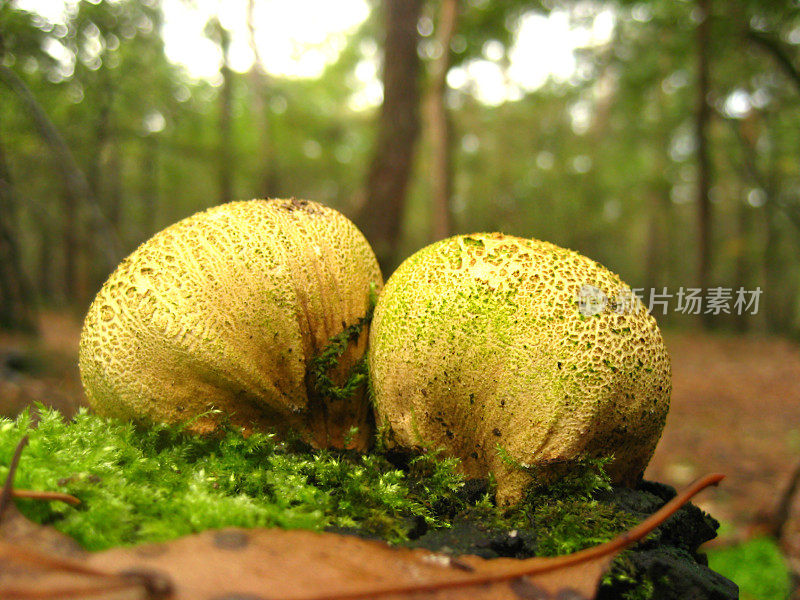 生长在森林中的柑橘硬皮病。