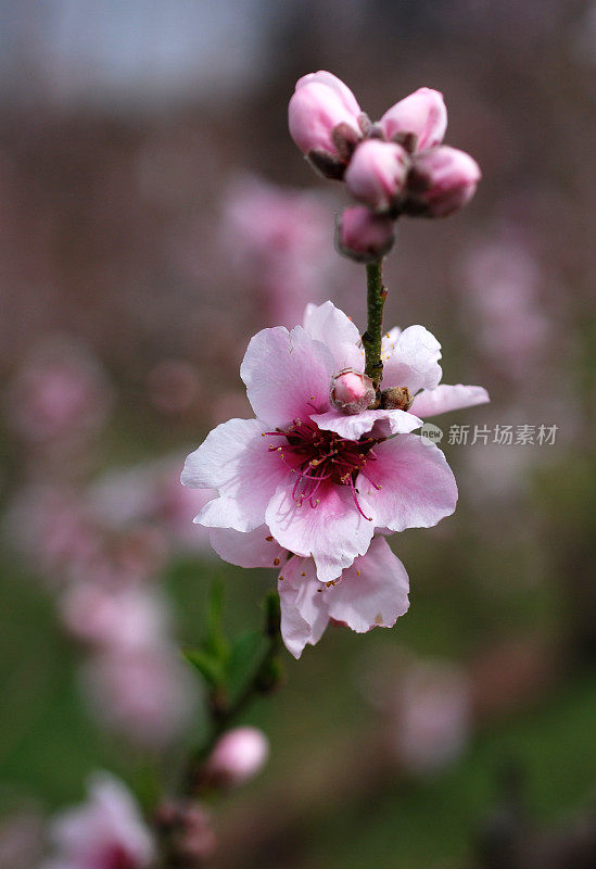 桃花