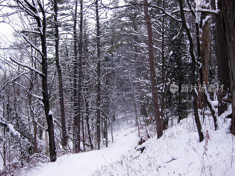 下雪的森林场景