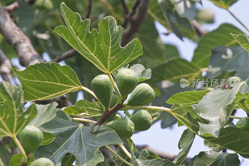 无花果树枝