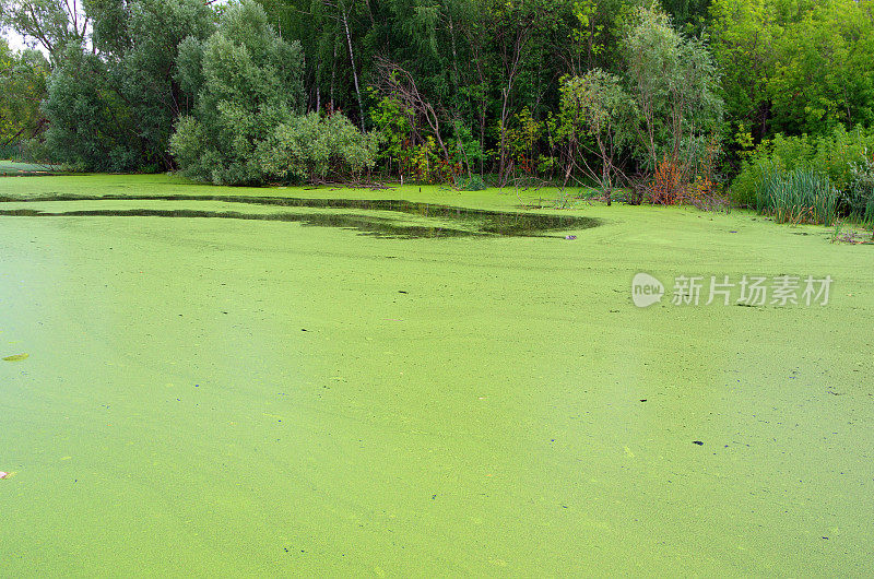 沼泽水中浮萍