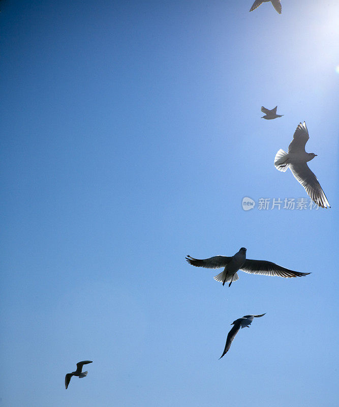 Seasgulls。