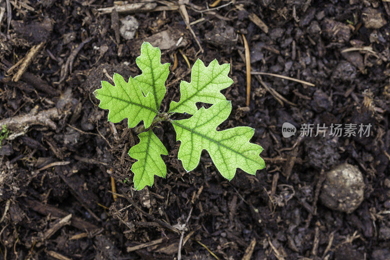 橡树发芽