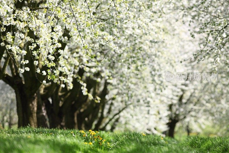 春天盛开的白色樱桃树和黄澄澄的蒲公英