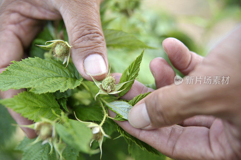 覆盆子味蕾