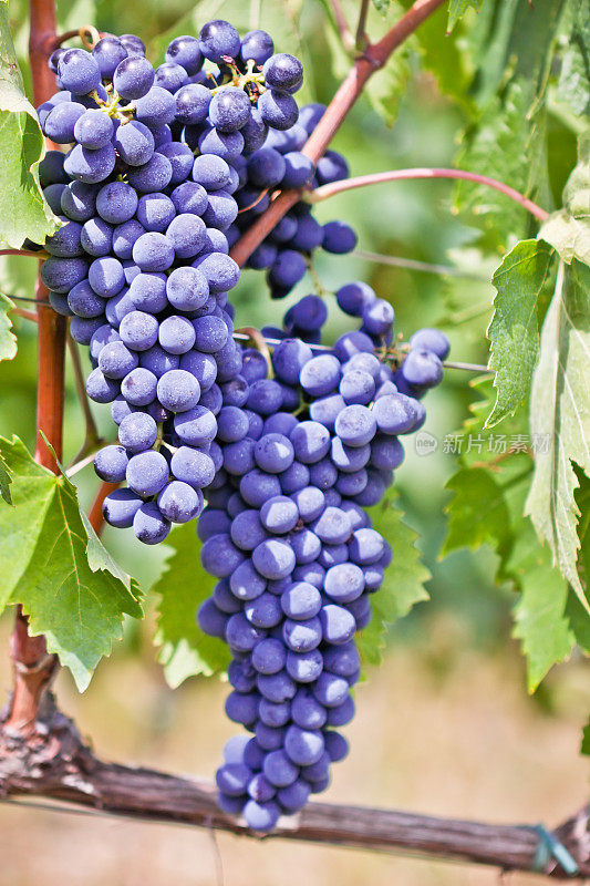 葡萄树上的红葡萄，意大利基安蒂地区