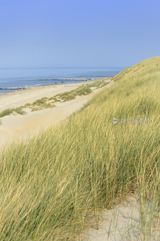 沿着荷兰海岸的沙丘