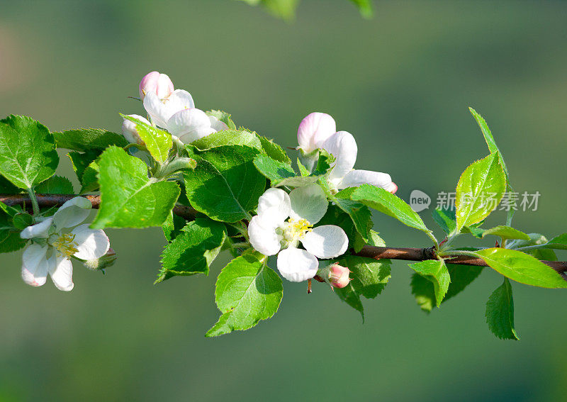 苹果花