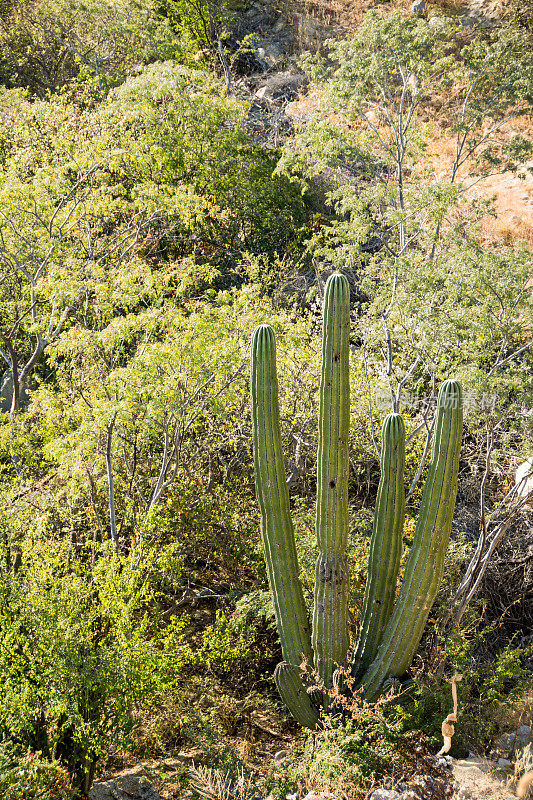 下巴山区典型的仙人掌和植物群-鸟巢