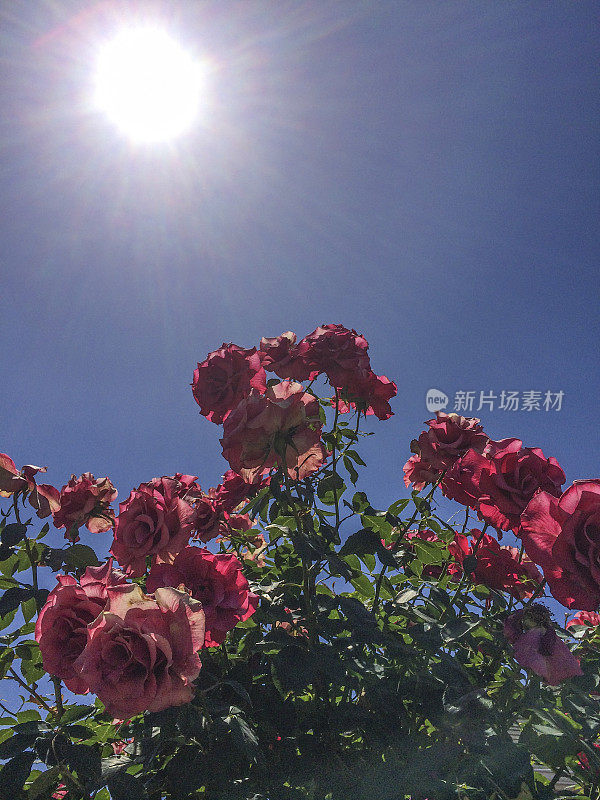 太阳和玫瑰