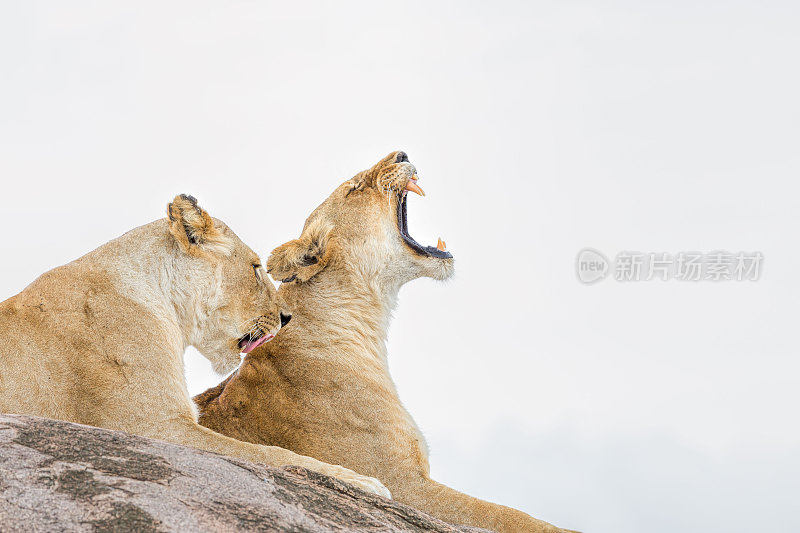 母狮在野外打哈欠和舔