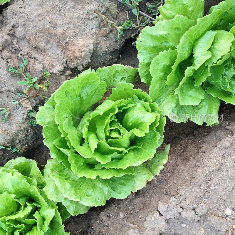 生菜种植在菜园里