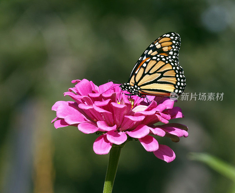 帝王蝶在吃百日菊