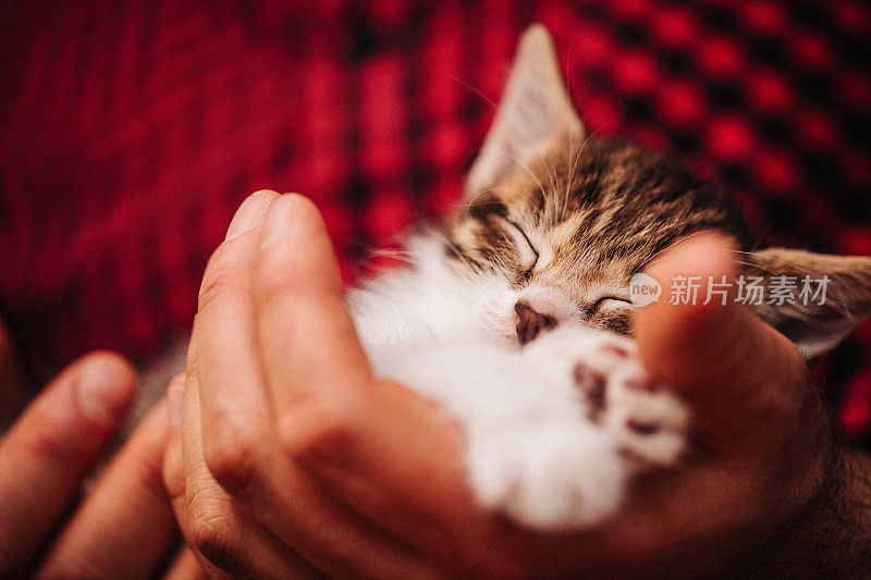 男人的手牵着一只熟睡的小猫