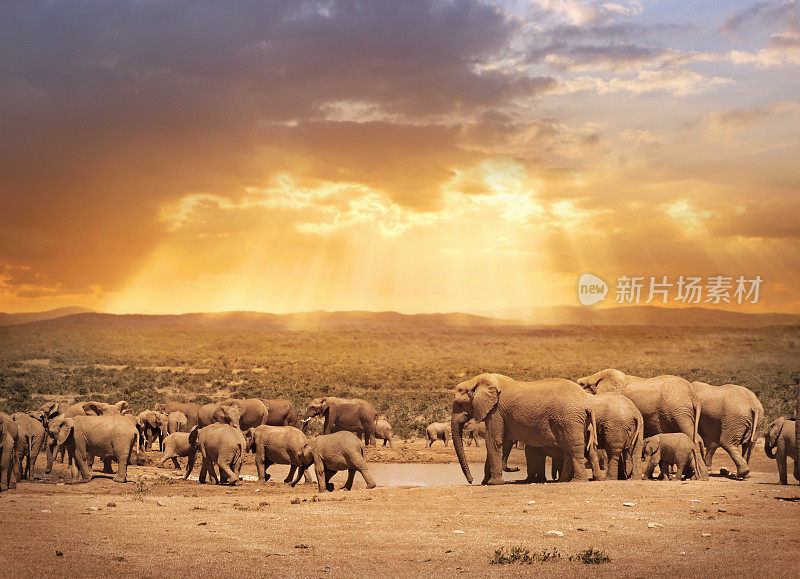 南非大象阿多公园