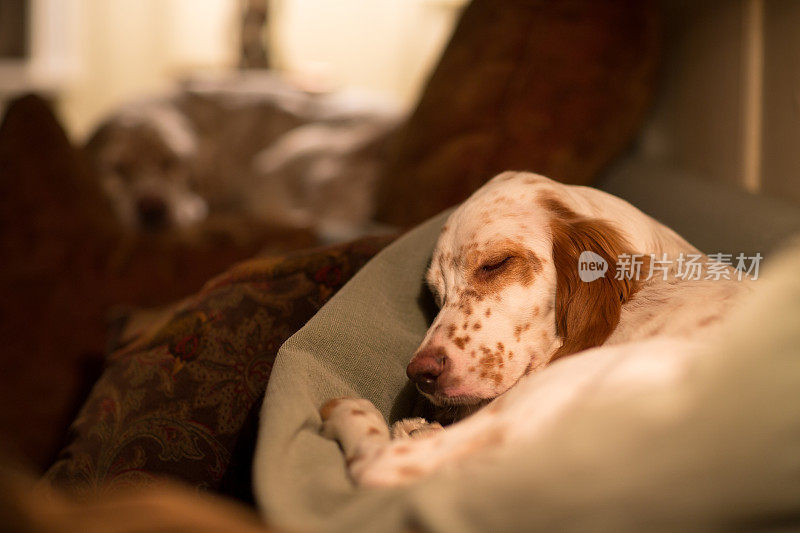 挪威，一只英国赛特犬在沙发靠背上睡觉