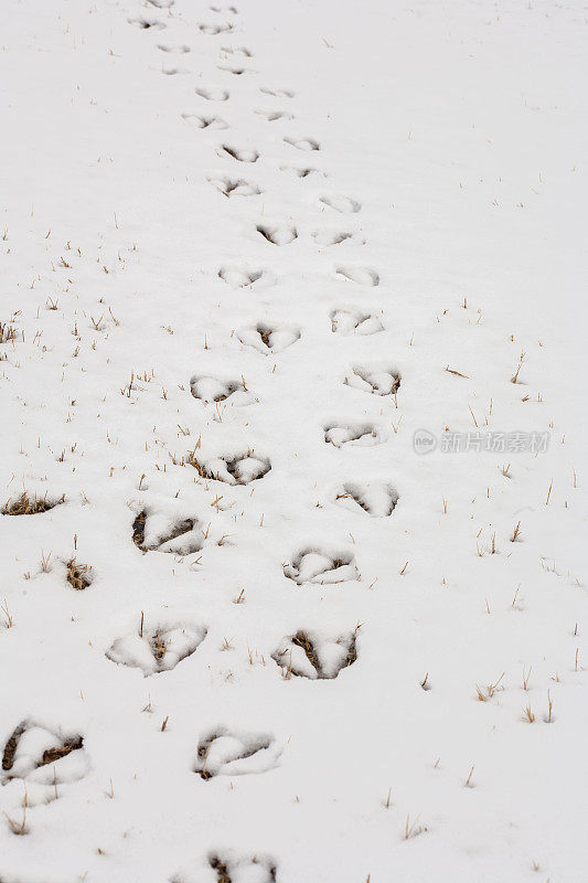 动物在雪地上留下的足迹