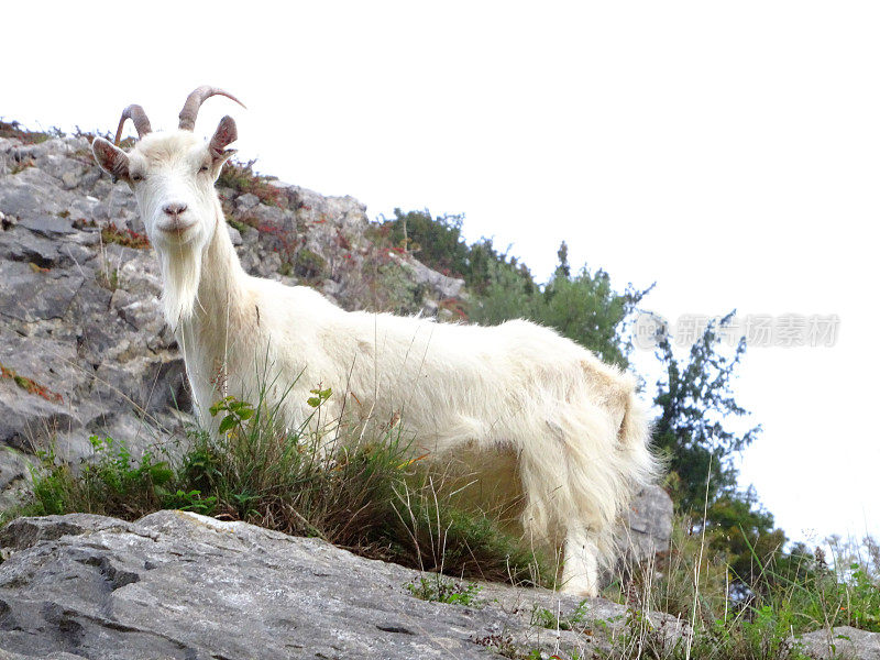 野生的白色山羊爬在岩石上，悬崖上