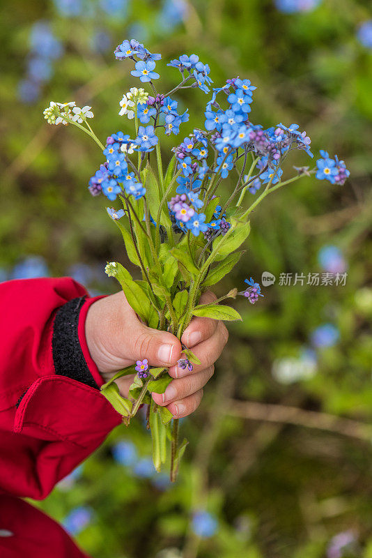 孩子捧着一束勿忘我的花