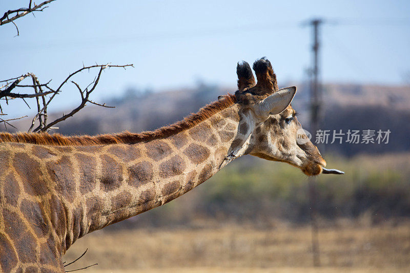 南非:克鲁格斯多普地区的长颈鹿会伸出舌头