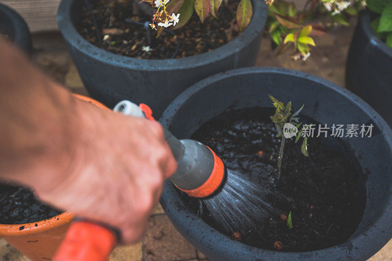 成年男子在花盆中种植和浇水西红柿