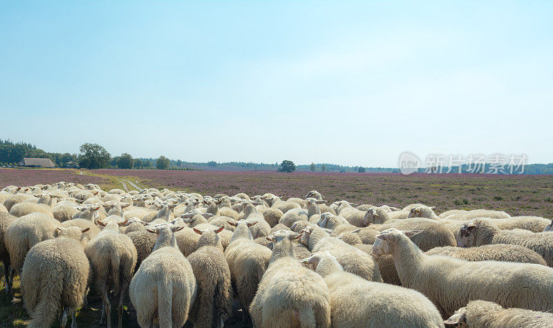 在一群羊后面