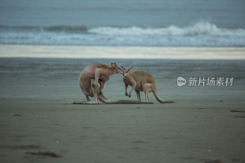 两只袋鼠在海滩上接吻