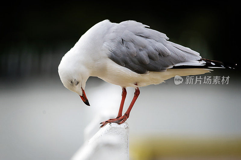 海鸥往下看