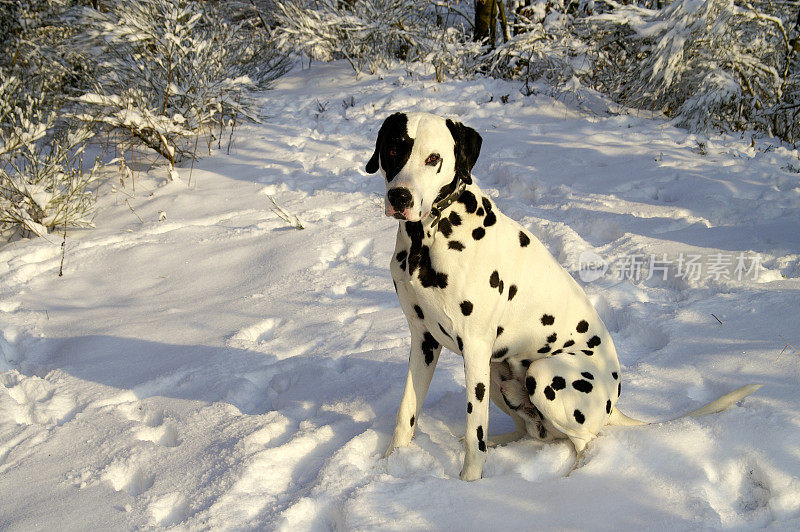 达尔马提亚坐在雪地里