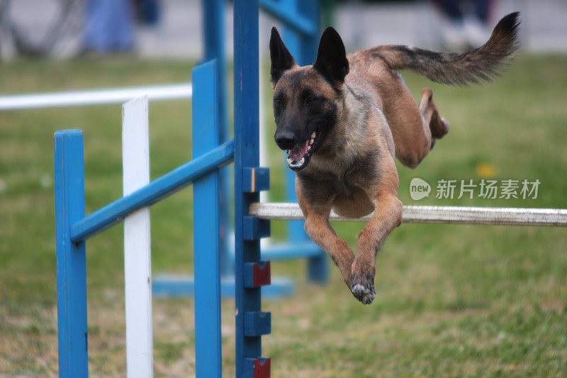 比利时牧羊犬马利诺斯犬