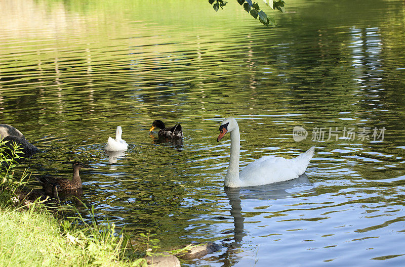 天鹅和鸭子漂浮在宁静的湖面上
