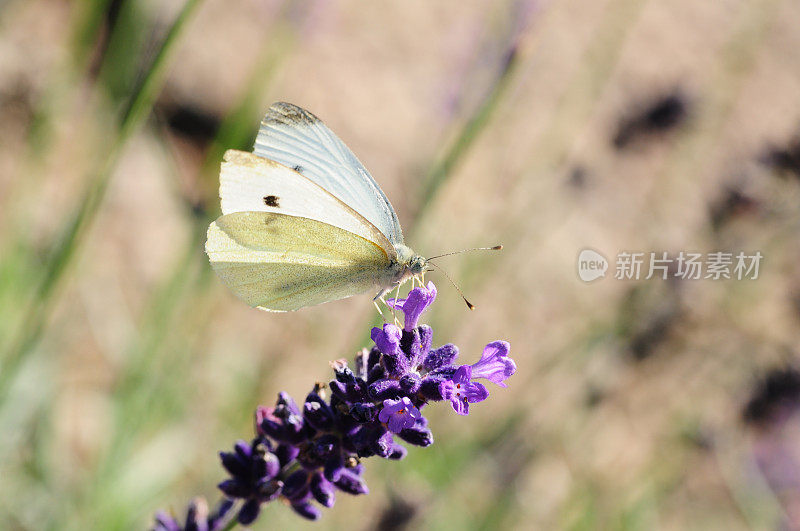 小白蝴蝶，英国