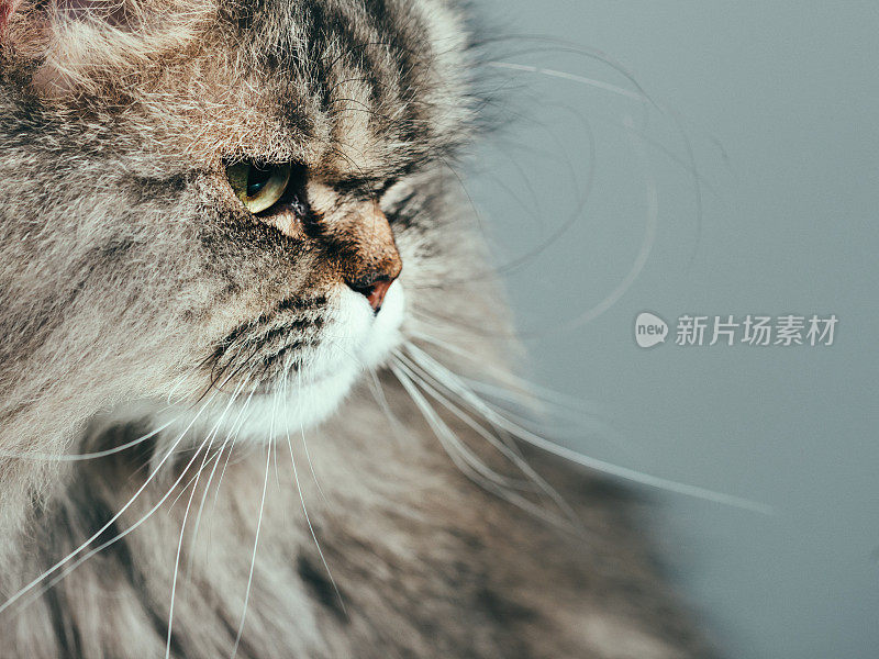 好奇的猫肖像