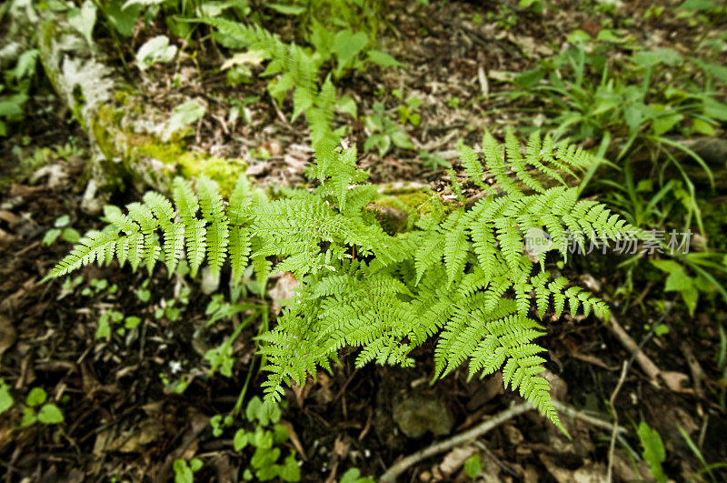 蕨类植物