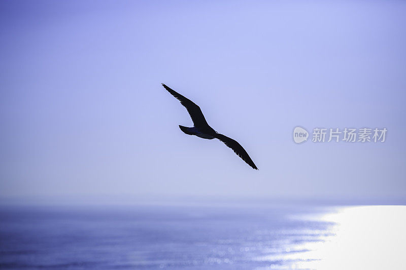 海鸥飞