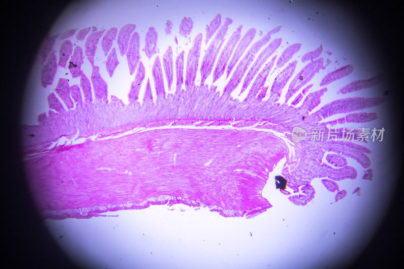 显微镜下小肠的切片